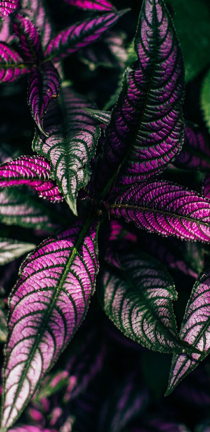 Coleus Plant