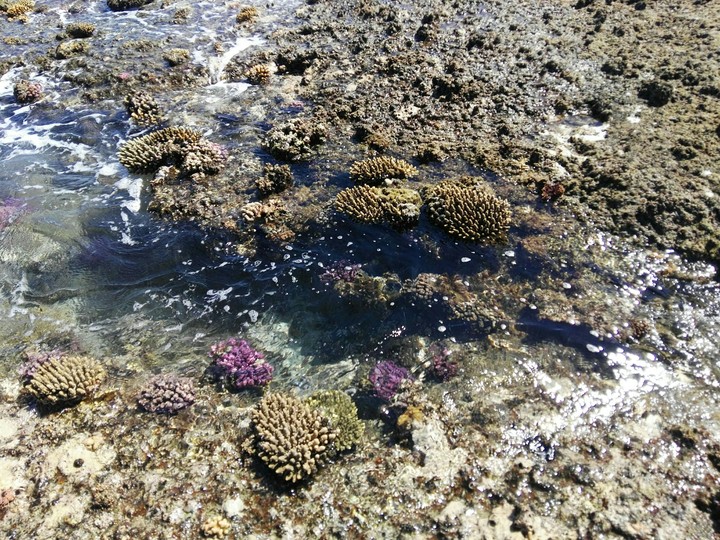 red sea