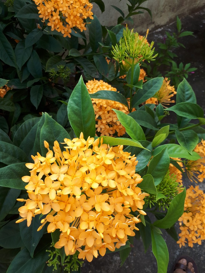 flowers asok