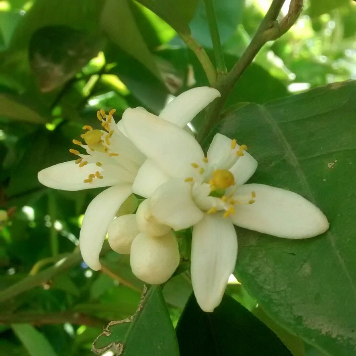 Flor de naranjo.