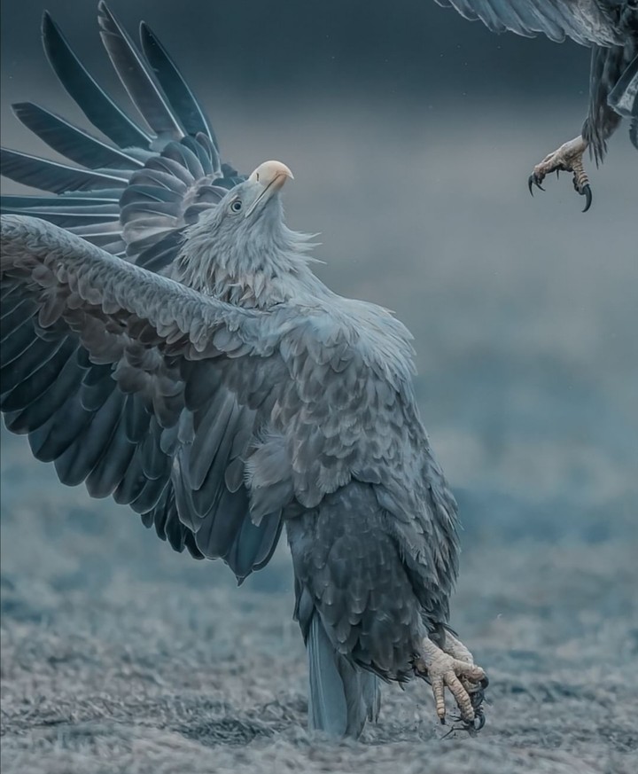 eagle