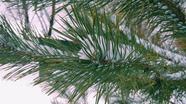winter