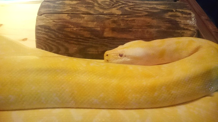 蛇