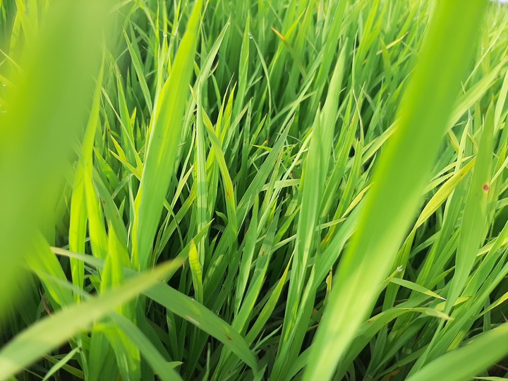 nature green