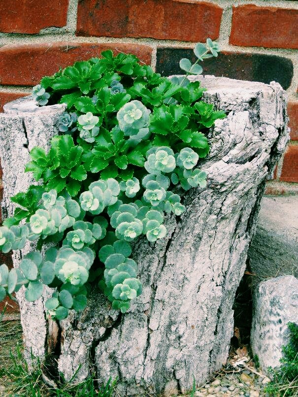 Wood and Nature