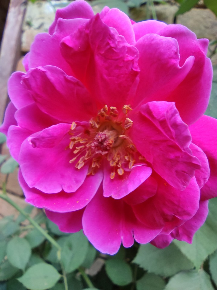 rose