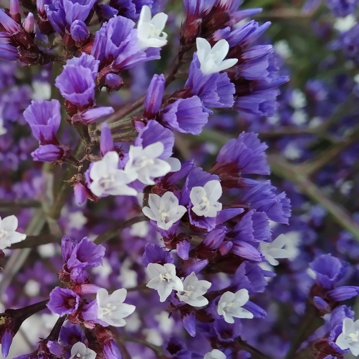 floral