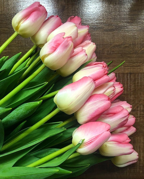 tulips
