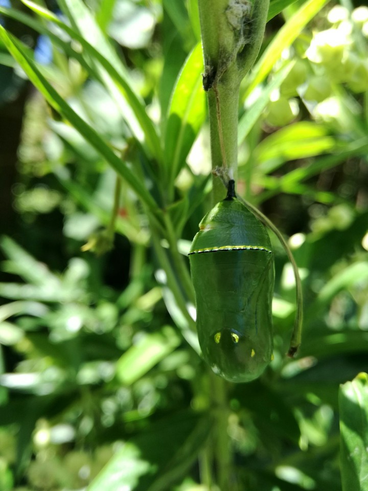 Monarch butterfly chrysalis