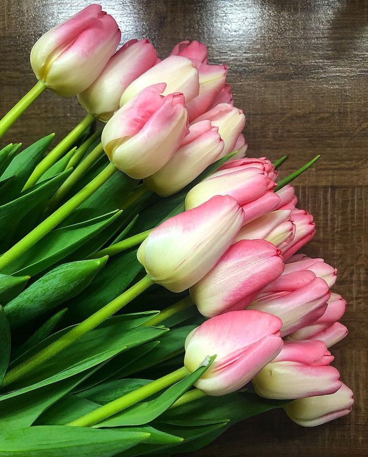 tulips