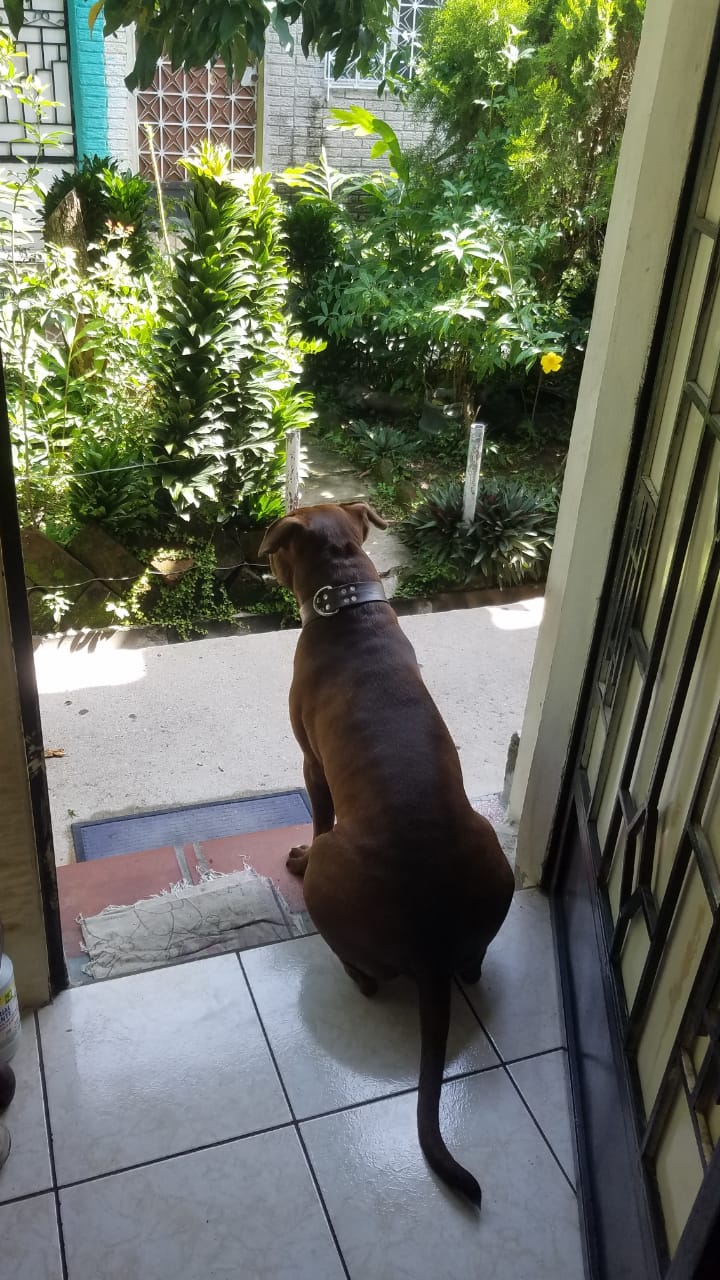 pitbull