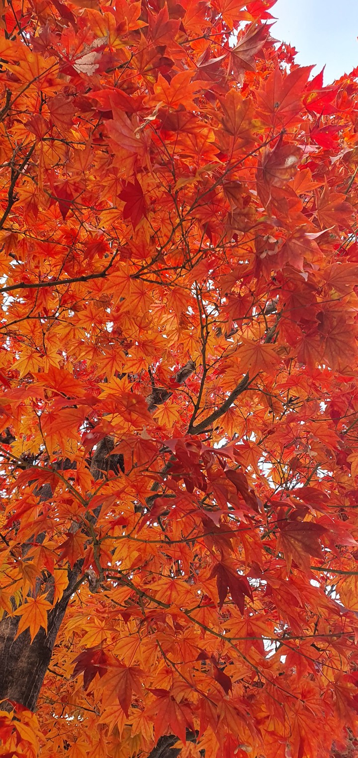 autumn color