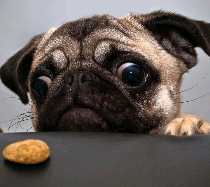 Köpek
