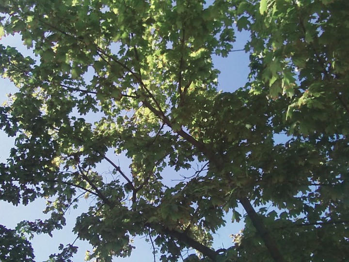 Green tree