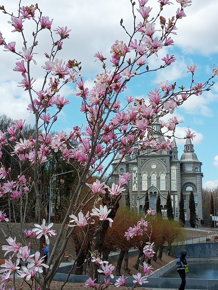 magnolia