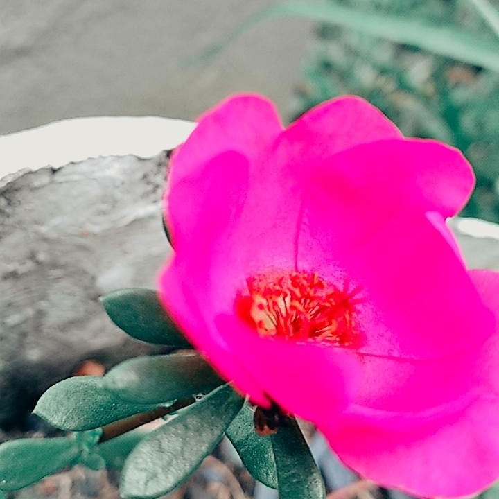 pink flower app kwai Código de convite: Kwai418232085
