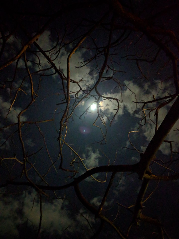 haunted tree