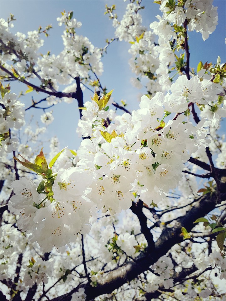 cherry blossom