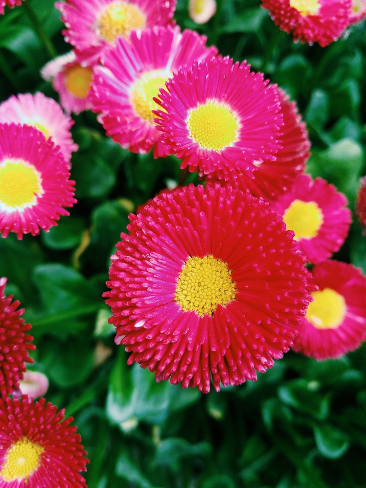 flowers