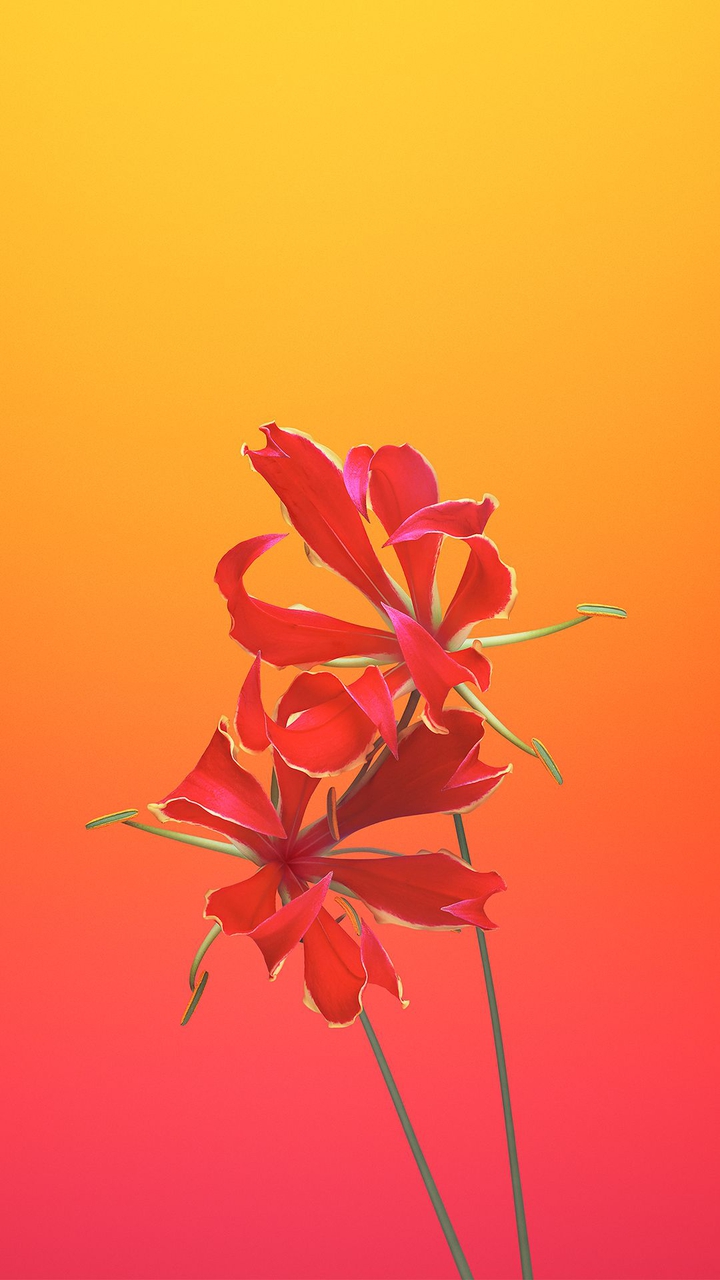 꽃