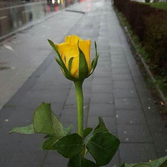 yellow