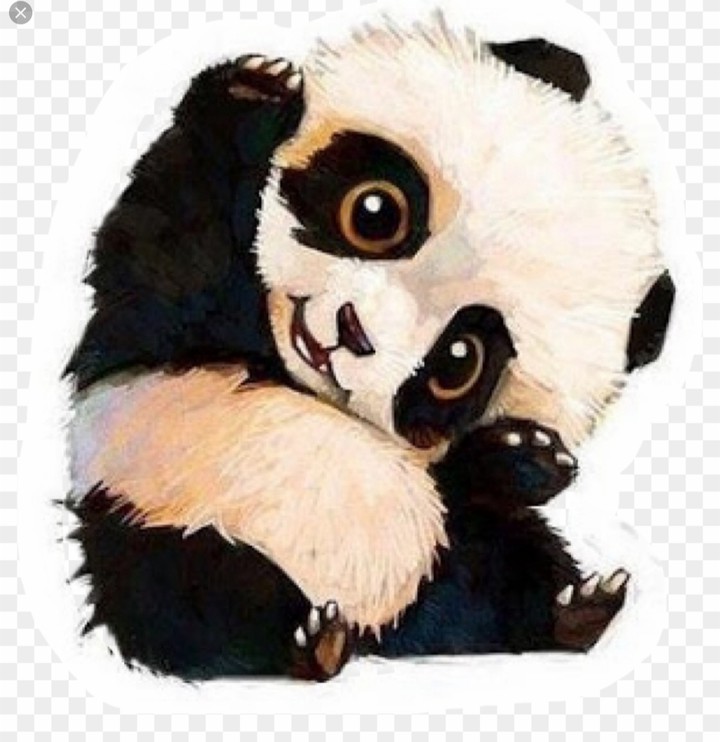 panda