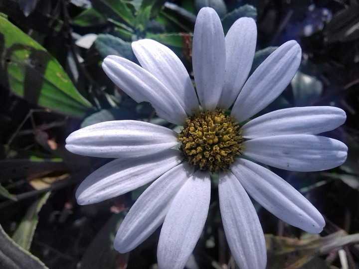 Lonely Daisy