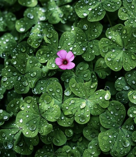 sfondi green, petal