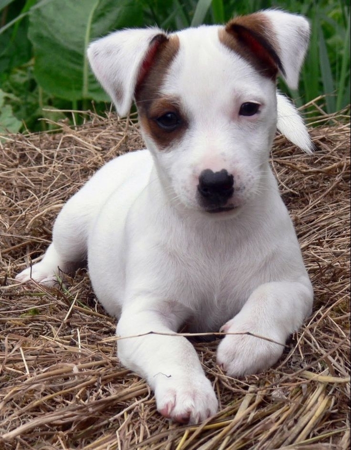 cão de passeio
