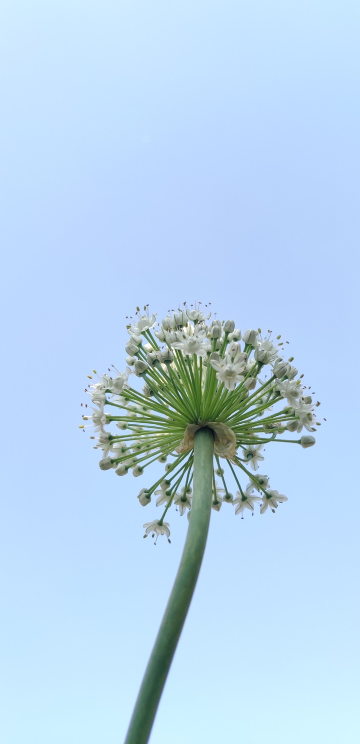 onion flower
