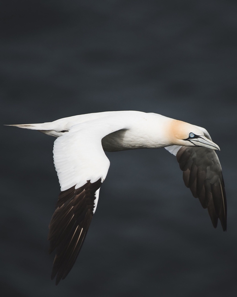 gannet, fly वॉलपेपर
