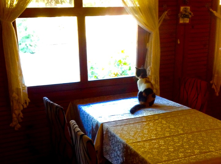 kedi