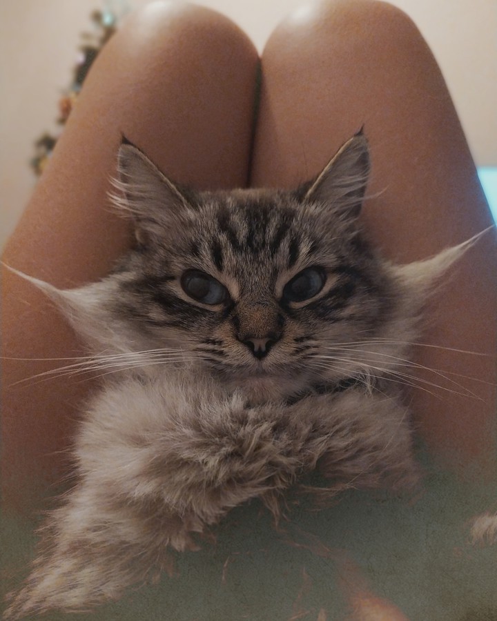 kitten ?