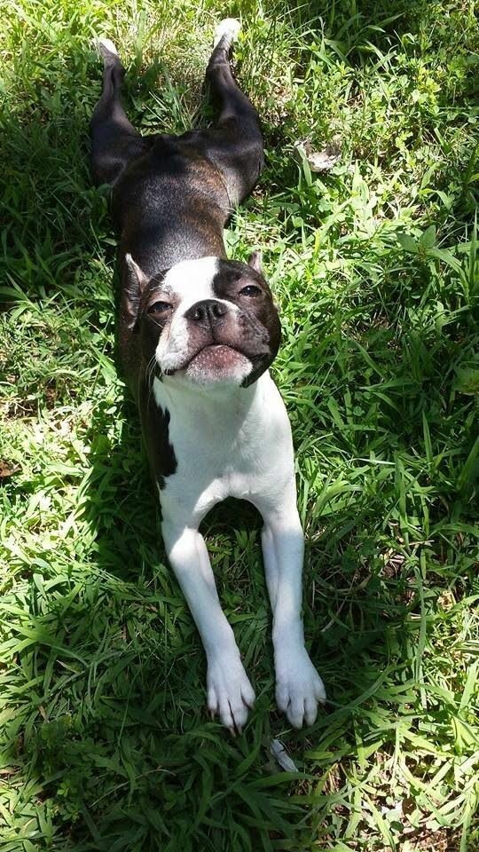 My Doggie