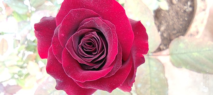 macro shot