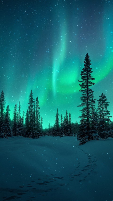 sfondi aurora, conifers