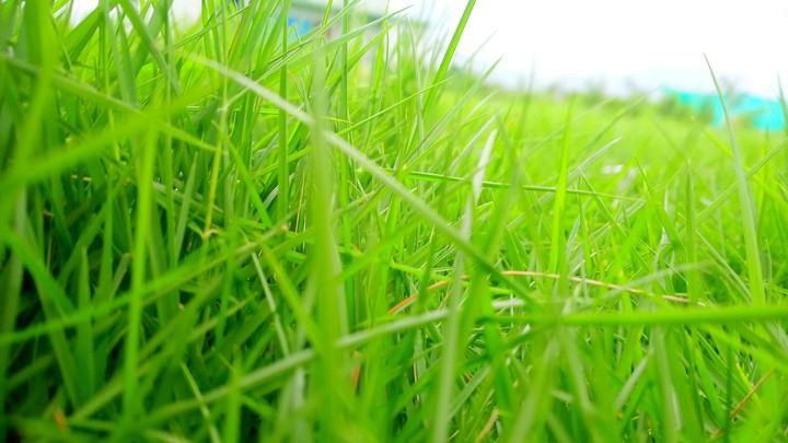 little grass