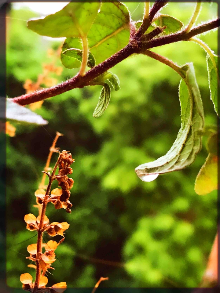 tulsi leaves