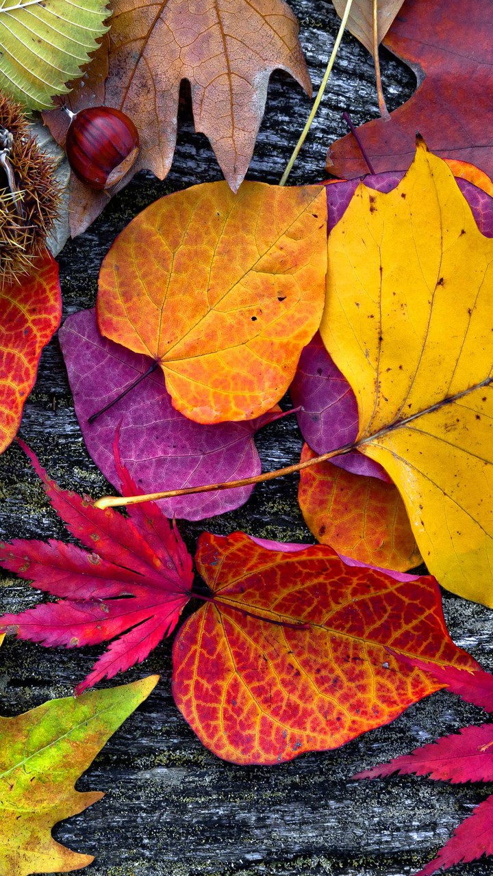 colourful leaves