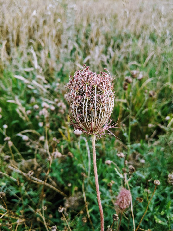 Wild carrot