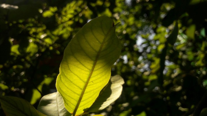 leaf
