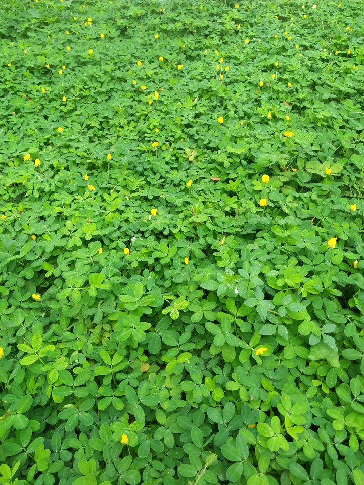 Green day!