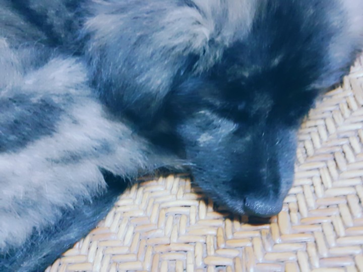 dog