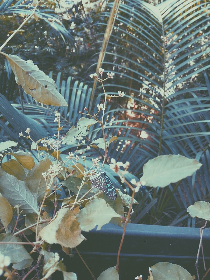 Butterflies