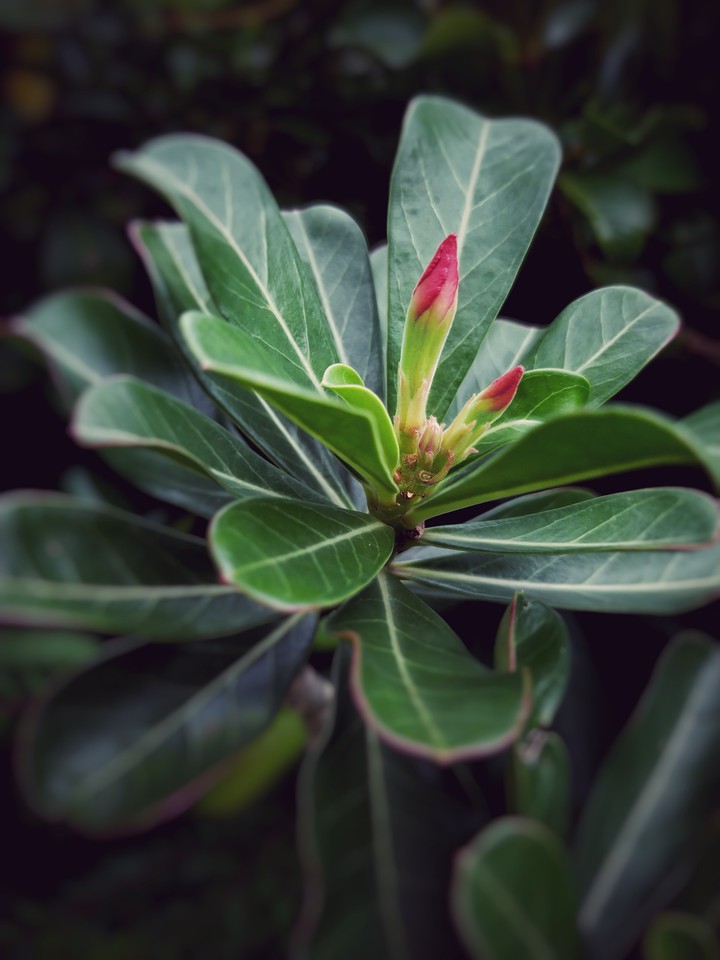 green