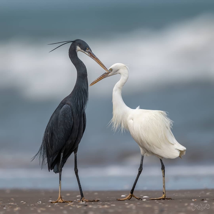Black, White (Stork Bird)
