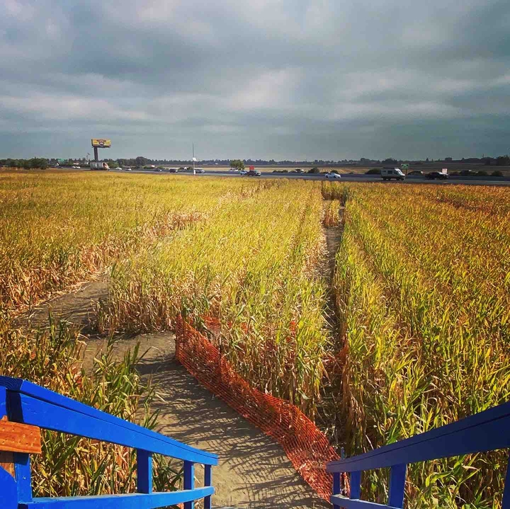 cornfield