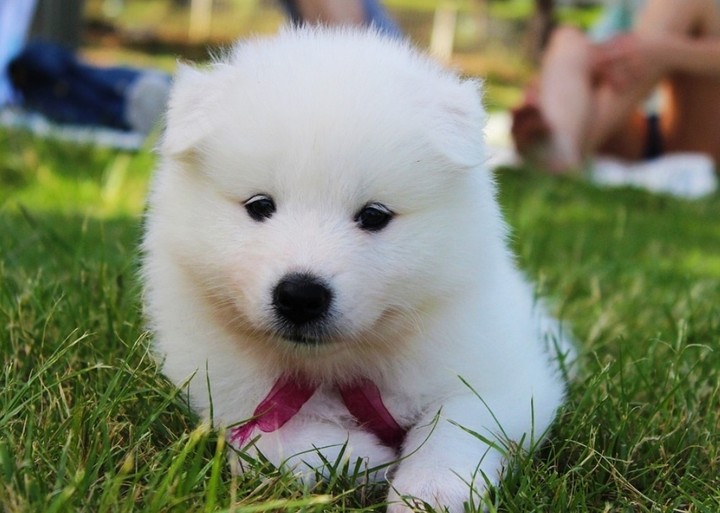 ''DOGLOVER"