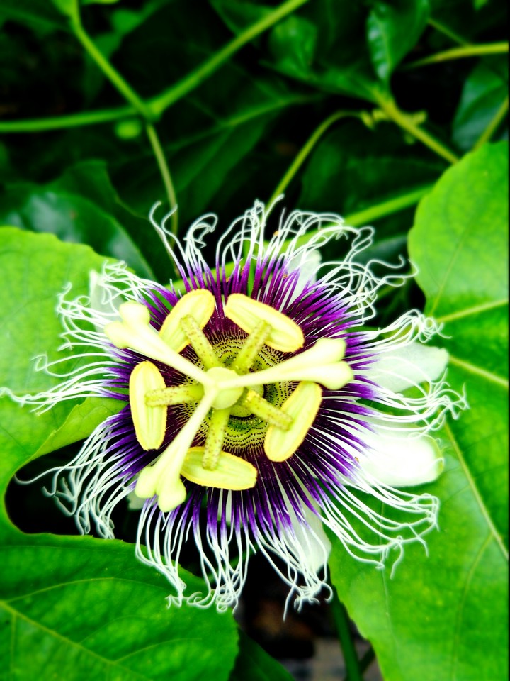 Backyard Treasure - passion flower