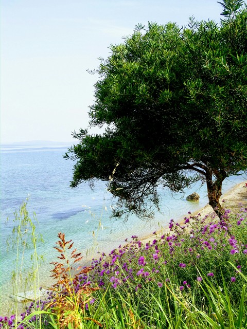 sea